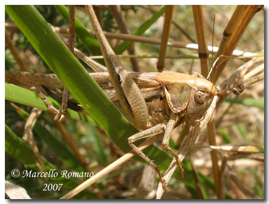 Un Tettigoniidae fra le dune di Capo Feto (Sicilia merid.)